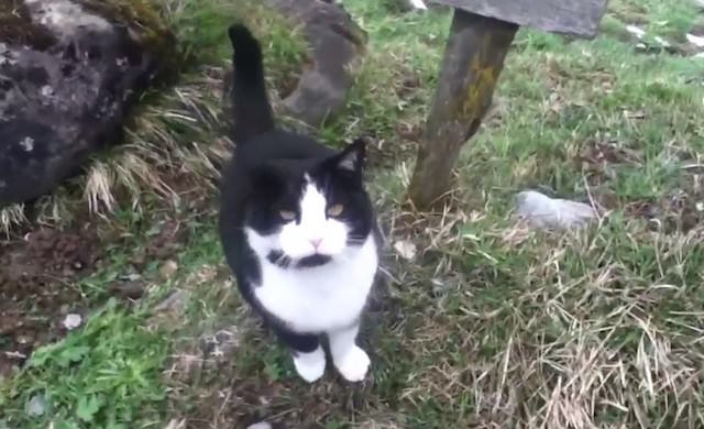 Swiss Kitty 2