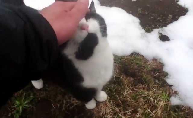 Swiss Kitty 3