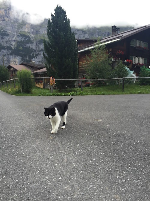 Swiss Kitty 6